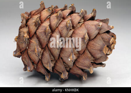 Cedar Kegel auf grauem Hintergrund Stockfoto