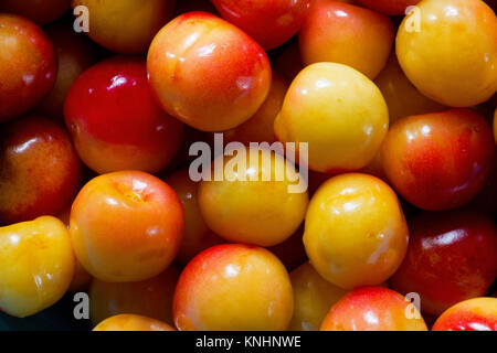 Frische Rainier Kirschen gut Aussehen für das Essen. USA Stockfoto