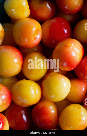 Frische Rainier Kirschen gut Aussehen für das Essen. USA Stockfoto