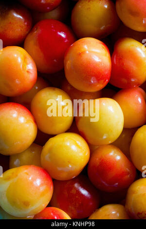 Frische Rainier Kirschen gut Aussehen für das Essen. USA Stockfoto