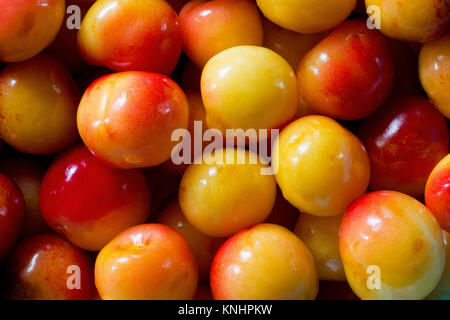 Frische Rainier Kirschen gut Aussehen für das Essen. USA Stockfoto