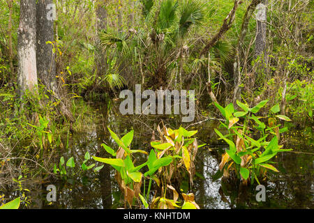 Pickeral Unkraut und Sabal Palmetto wachsen in einem Sumpf aus Fakahatchee Strand Preserve State Park in Florida. USA Stockfoto