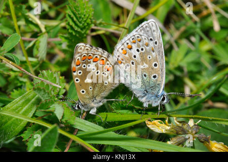 Adonis Blue Butterfly' Polyommatus bellargus' passende Paar, Kreide Kalkstein Grasland, Hufeisen vetch, Wiltshire, England, Großbritannien Stockfoto