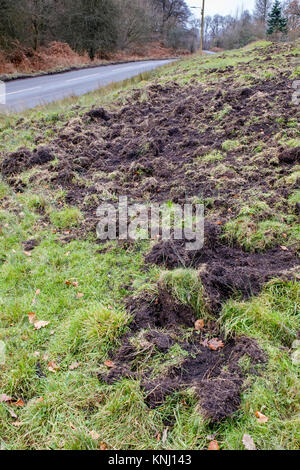 Straßenseite SCHÄDEN DURCH WILDSCHWEINE IM WALD VON DEAN. Stockfoto