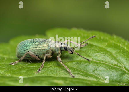 Brennnessel Rüsselkäfer (Phyllobius pomaceus) in Ruhe auf einem Blatt. Thurles, Tipperary, Irland. Stockfoto