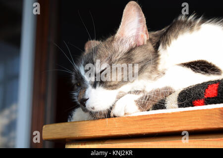 Tabby Katze in der Sonne zu liegen Stockfoto