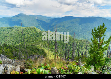 Blick von oben auf Kokuya Berg. Republik Altai. Sibirien. Russland Stockfoto