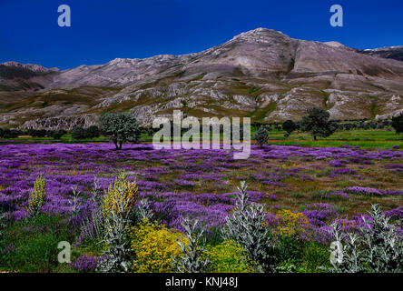 Berge mit und Blumen im Vordergrund. Dramatische bunte Szene in die Berge. Stockfoto