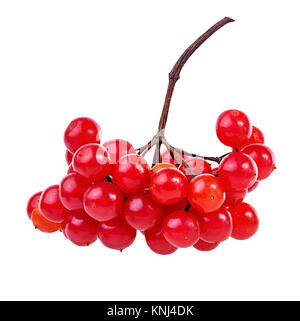 Rote Beeren der Viburnum (Pfeil) auf weißem Hintergrund Stockfoto