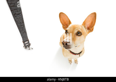 Chihuahua podenco Hund warten auf Besitzer zu spielen und für einen Spaziergang mit Leine ins Freie gehen. Stockfoto