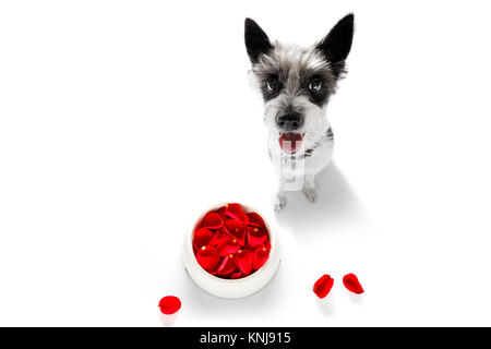 Neugierig Pudel hungrigen Hund in Liebe für happy valentines Tag mit blume Rosenblätter und Futternapf, im Weitwinkel Stockfoto