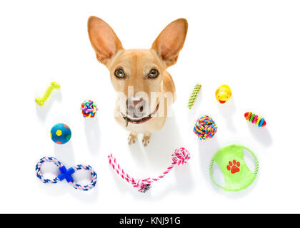 Neugierig podenco Hund suchen bis zu Eigentümer warten oder sitzenden Patienten zu Spielen für einen Spaziergang, auf weißem Hintergrund oder mit einer Menge pet Spielwaren Stockfoto