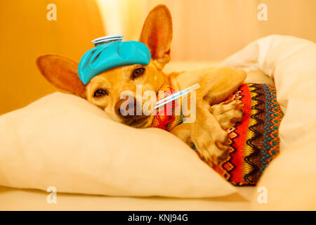 Kranke und Kranke chihuahua Hund ruht eine Siesta oder Schlafen mit Thermometer und Wärmflasche Stockfoto