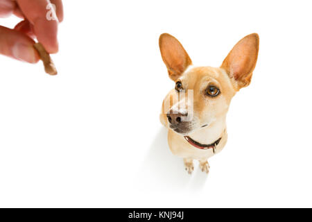 Neugierig podenco Hund suchen bis zu Eigentümer für ein Cookie behandeln, warten oder sitzenden Patienten zu spielen oder für einen Spaziergang, auf weißem Hintergrund gehen Stockfoto