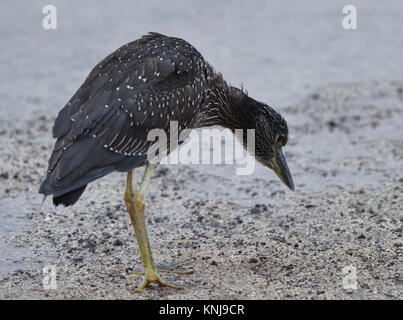 Eine immatureyellow - gekrönte Night Heron (Nyctanassa violacea) Jagt für Essen am Strand von Puerto Baquerizo Moreno. Stockfoto
