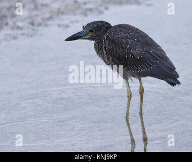 Eine unreife Gelb - gekrönte Night Heron (Nyctanassa violacea) Jagt für Essen am Strand von Puerto Baquerizo Moreno. Stockfoto