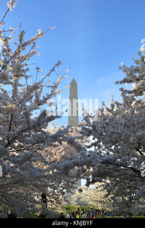 DC Washignton, Columbia, USA - 11. April 2015: Washington-DC-Denkmal - cherry-blossom Stockfoto