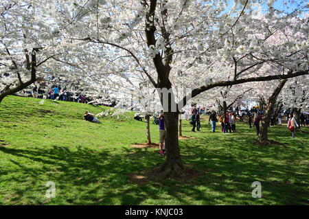 DC Washignton, Columbia, USA - 11. April 2015: National Cherry Blossom Festival Stockfoto