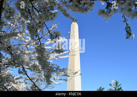 DC Washignton, Columbia, USA - 11. April 2015: Blick auf das Washington Monument durch Kirschblüten Stockfoto