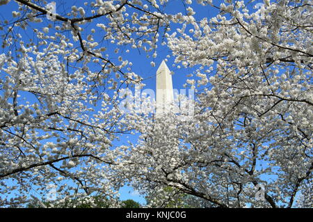 DC Washignton, Columbia, USA - 11. April 2015: Washington-DC-Denkmal - cherry-blossom Stockfoto