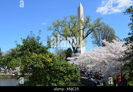 DC Washignton, Columbia, USA - 11. April 2015: Die Kirschbäume in voller Blüte und dem Washington Monument Stockfoto