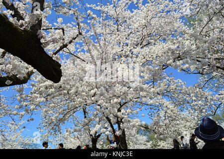 DC Washignton, Columbia, USA - 11. April 2015: National Cherry Blossom Festival Stockfoto