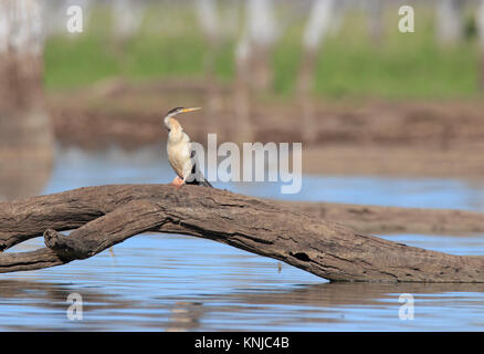 Australasian Darter, Anhinga novaehollandiae thront auf einem Baum in einer australischen Feuchtgebieten Stockfoto