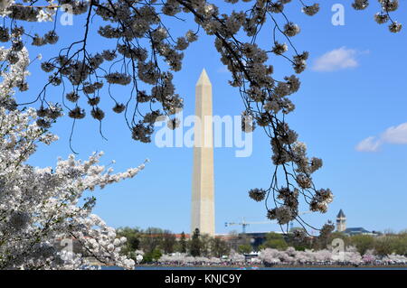 DC Washignton, Columbia, USA - 11. April 2015: Blick auf das Washington Monument durch Kirschblüten Stockfoto