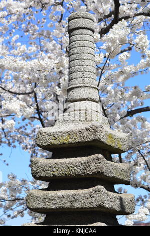 DC Washignton, Columbia, USA - 11. April 2015: National Cherry Blossom Festival Stockfoto