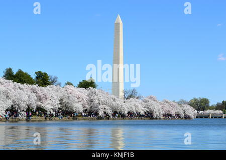 Washington DC, Columbia, USA - 11. April 2015: Washington-DC-Denkmal - cherry-blossom Stockfoto