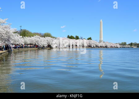 Washington DC, Columbia, USA - 11. April 2015: Die Kirschbäume in voller Blüte und dem Washington Monument Stockfoto