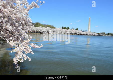 Washington DC, Columbia, USA - 11. April 2015: Washington Monument und die Kirschbäume in voller Blüte Stockfoto