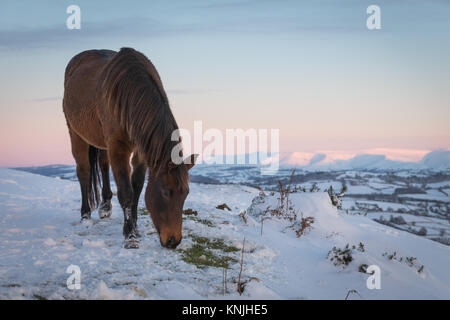 Paxton's Tower. UK. 11. Dezember, 2017. Ein Berg pony Fütterung im Schnee, mit der Schwarzen Berge im Hintergrund bei Sonnenuntergang. Brecon Beacons National Park, Wales. Credit: Zeichnete Buckley/Alamy leben Nachrichten Stockfoto