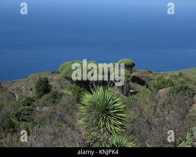 Eine typische Landschaft mit Drachen, Palmen und Kakteen in der Nähe von Las Tricias im Norden der Insel La Palma Auf den Kanarischen Inseln, mit dem Atlantischen Ozean im Hintergrund, dargestellt am 20.11.2017. | Verwendung weltweit Stockfoto