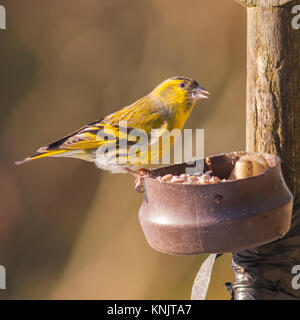 Norfolk, England, UK. 12 Dez, 2017. Eine eurasische Siskin (Carduelis spinus) erwachsenen männlichen Fütterung in Frost in ein Norfolk Garten. Quelle: Tim Oram/Alamy leben Nachrichten Stockfoto