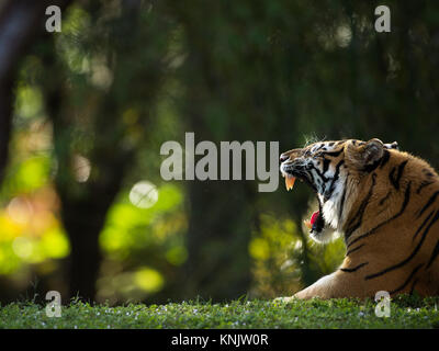 Miami, Forida, USA. 8 Dez, 2013. Eine Bengal Tiger. Credit: Bill Frakes/ZUMA Draht/Alamy leben Nachrichten Stockfoto