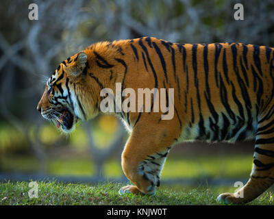 Miami, Forida, USA. 8 Dez, 2013. Eine Bengal Tiger. Credit: Bill Frakes/ZUMA Draht/Alamy leben Nachrichten Stockfoto