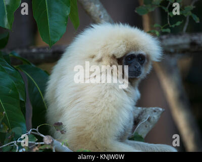 Miami, Forida, USA. 8 Dez, 2013. Ein lar, oder Weiß - übergeben, Gibbon. Sie sind in Indonesien, Kambodscha, Laos, Malaysia, Myanmar und Thailand gefunden. Credit: Laura Heald/ZUMA Draht/Alamy leben Nachrichten Stockfoto