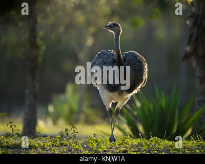 Miami, Forida, USA. 8 Dez, 2013. Eine rhea Spaziergänge. Die Nandus sind große Laufvögel in der Reihenfolge Rheiformes, beheimatet in Südamerika, auf den Strauß und der Wwu. Credit: Laura Heald/ZUMA Draht/Alamy leben Nachrichten Stockfoto