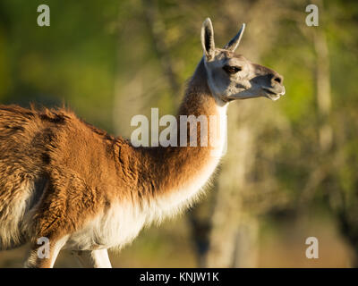 Miami, Forida, USA. 8 Dez, 2013. Lamas sind häuslich Südamerikanischen Tiere meistens verwendet für ihre Wolle und Fleisch. Credit: Bill Frakes/ZUMA Draht/Alamy leben Nachrichten Stockfoto