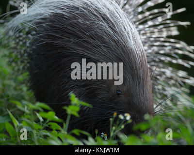 Miami, Forida, USA. 8 Dez, 2013. Stachelschweine sind rodentian Säugetiere mit einem Mantel von scharfen Dornen oder Stacheln, die vor Fressfeinden schützen. Credit: Laura Heald/ZUMA Draht/Alamy leben Nachrichten Stockfoto