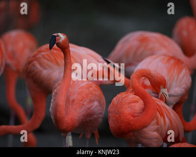 Miami, Forida, USA. 8 Dez, 2013. Flamingos Bereich in der Farbe von Rosa bis leuchtend rot durch wässrige Bakterien und Beta-carotin aus der Nahrung gewonnen. Je mehr gut - der Flamingo gefüttert, desto heller sein Gefieder. Credit: Laura Heald/ZUMA Draht/Alamy leben Nachrichten Stockfoto