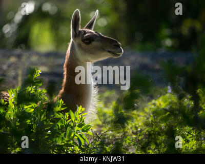 Miami, Forida, USA. 9 Dez, 2013. Lamas sind häuslich Südamerikanischen Tiere meistens verwendet für ihre Wolle und Fleisch. Credit: Bill Frakes/ZUMA Draht/Alamy leben Nachrichten Stockfoto