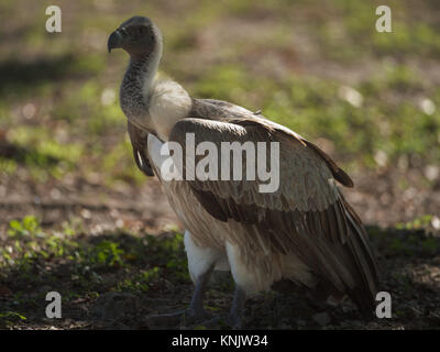 Miami, Forida, USA. 9 Dez, 2013. Der Geier, ein gasentsorgungssystem Raubvogel. Credit: Bill Frakes/ZUMA Draht/Alamy leben Nachrichten Stockfoto