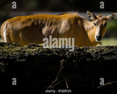 Miami, Forida, USA. 9 Dez, 2013. Die nilgai oder Blue Bull ist die größte asiatische Antilopen und ist endemisch auf dem indischen Subkontinent. Credit: Bill Frakes/ZUMA Draht/Alamy leben Nachrichten Stockfoto