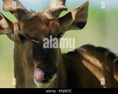 Miami, Forida, USA. 9 Dez, 2013. Die riesigen ELAND ist die größte Antilopenarten, mit einer Körperlänge von 220 à 290 cm Quelle: Bill Frakes/ZUMA Draht/Alamy leben Nachrichten Stockfoto