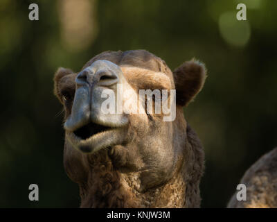 Miami, Forida, USA. 9 Dez, 2013. ABC Tiere. Camel Credit: Laura Heald/ZUMA Draht/Alamy leben Nachrichten Stockfoto