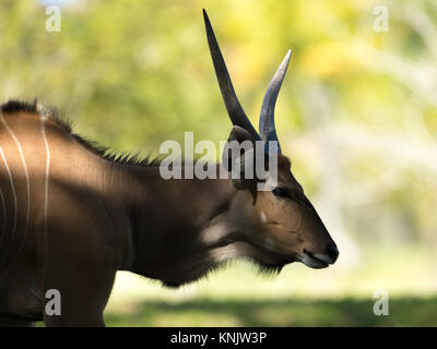 Miami, Forida, USA. 9 Dez, 2013. Die riesigen ELAND ist die größte Antilopenarten, mit einer Körperlänge von 220 à 290 cm Quelle: Bill Frakes/ZUMA Draht/Alamy leben Nachrichten Stockfoto