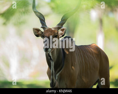 Miami, Forida, USA. 9 Dez, 2013. Die riesigen ELAND ist die größte Antilopenarten, mit einer Körperlänge von 220 à 290 cm Quelle: Bill Frakes/ZUMA Draht/Alamy leben Nachrichten Stockfoto