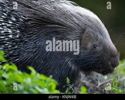 Miami, Forida, USA. 8 Dez, 2013. Stachelschweine sind rodentian Säugetiere mit einem Mantel von scharfen Dornen oder Stacheln, die vor Fressfeinden schützen. Credit: Laura Heald/ZUMA Draht/Alamy leben Nachrichten Stockfoto